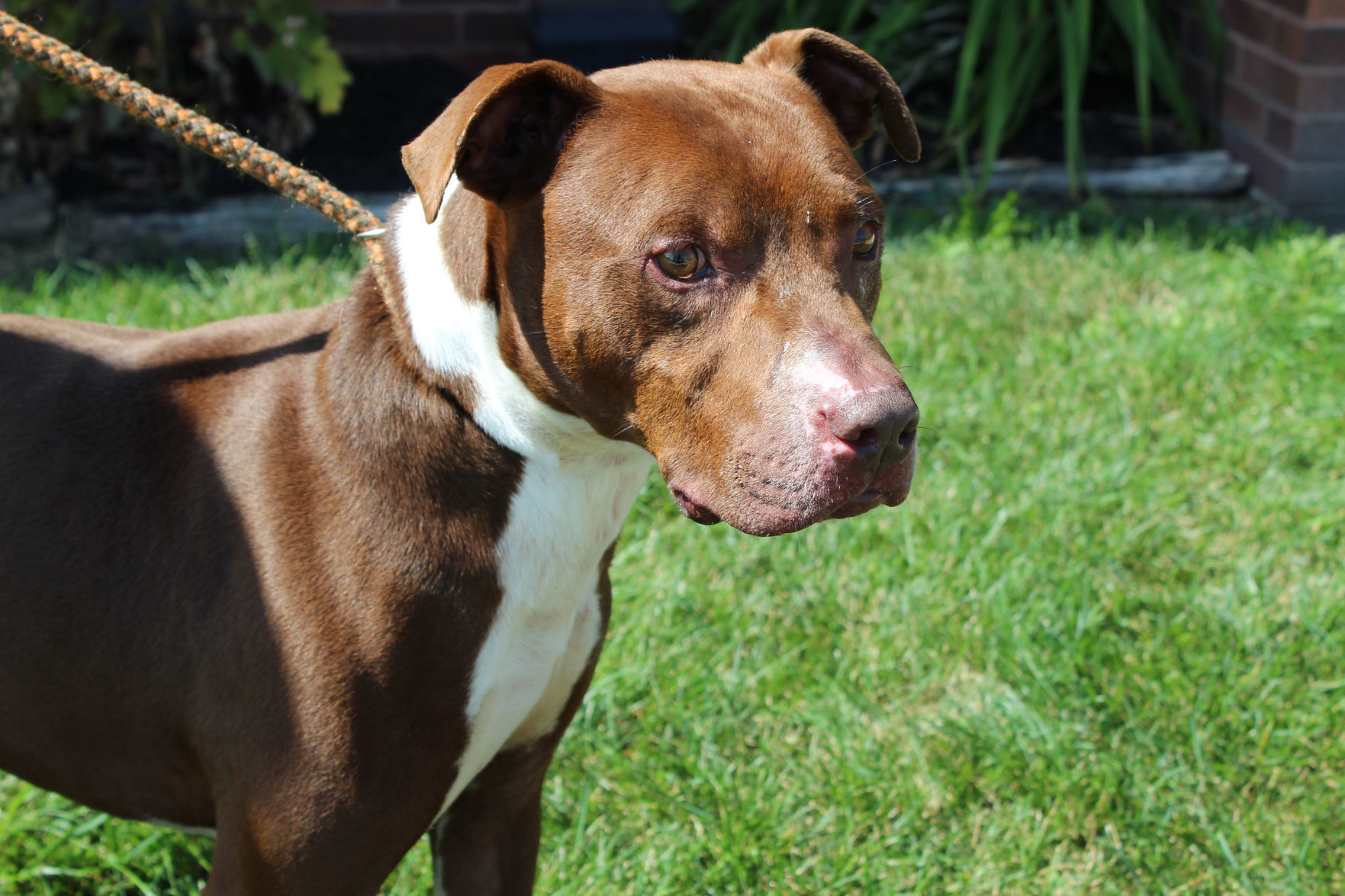 Donation a wash at Lake County Animal Shelter
